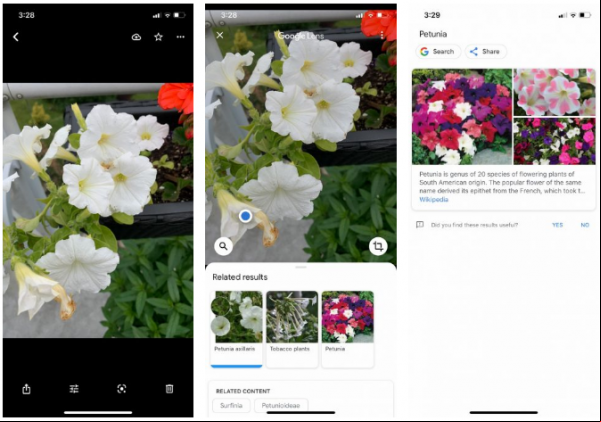 mejores aplicaciones identificación plantas